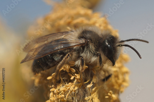 Selective focus shot of grey-gastered mining bee ( Andrena Tibialis) photo