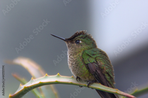 retrato closeup de de picaflor o colibri verde con penacho o cresta roja, sobre rama de aloe vera