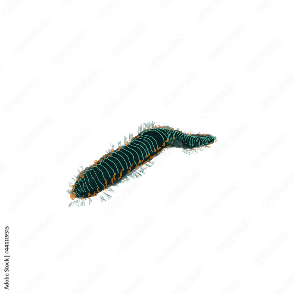 sea worm sea worm