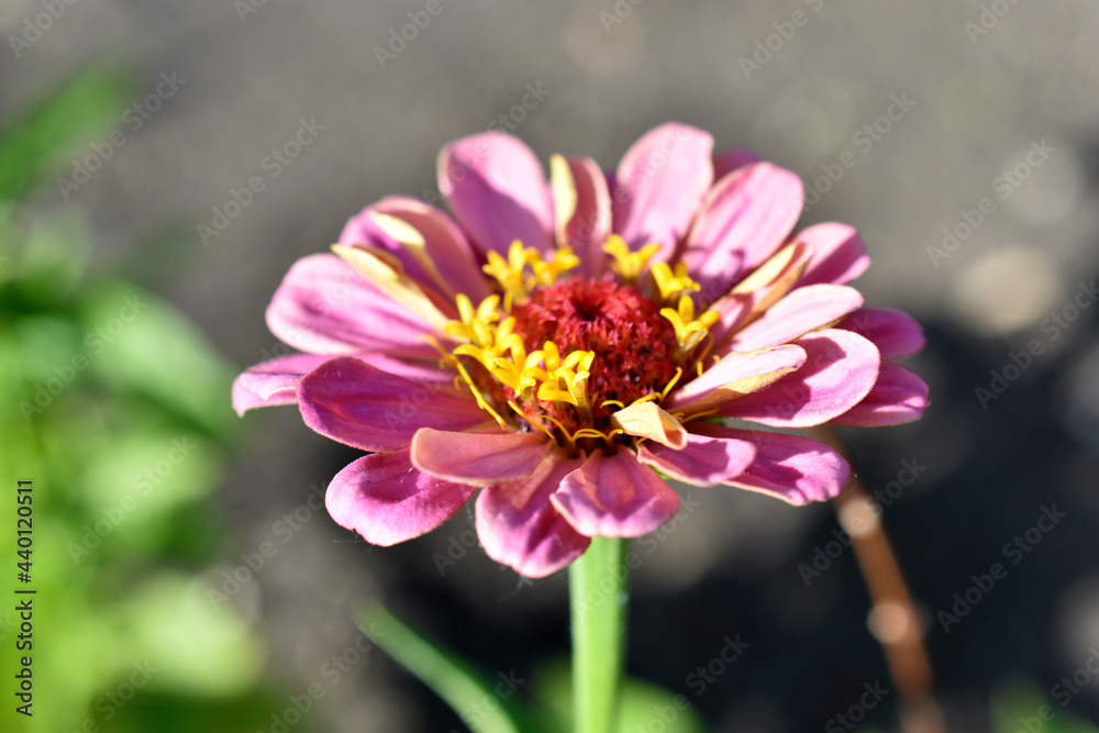 Fototapeta premium Multicolored flowers of Zinnia lat. Zínnia-Zínia is a genus of annual and perennial grasses and semi-shrubs in the aster family Asteraceae in the garden in summer close-up macrophotography