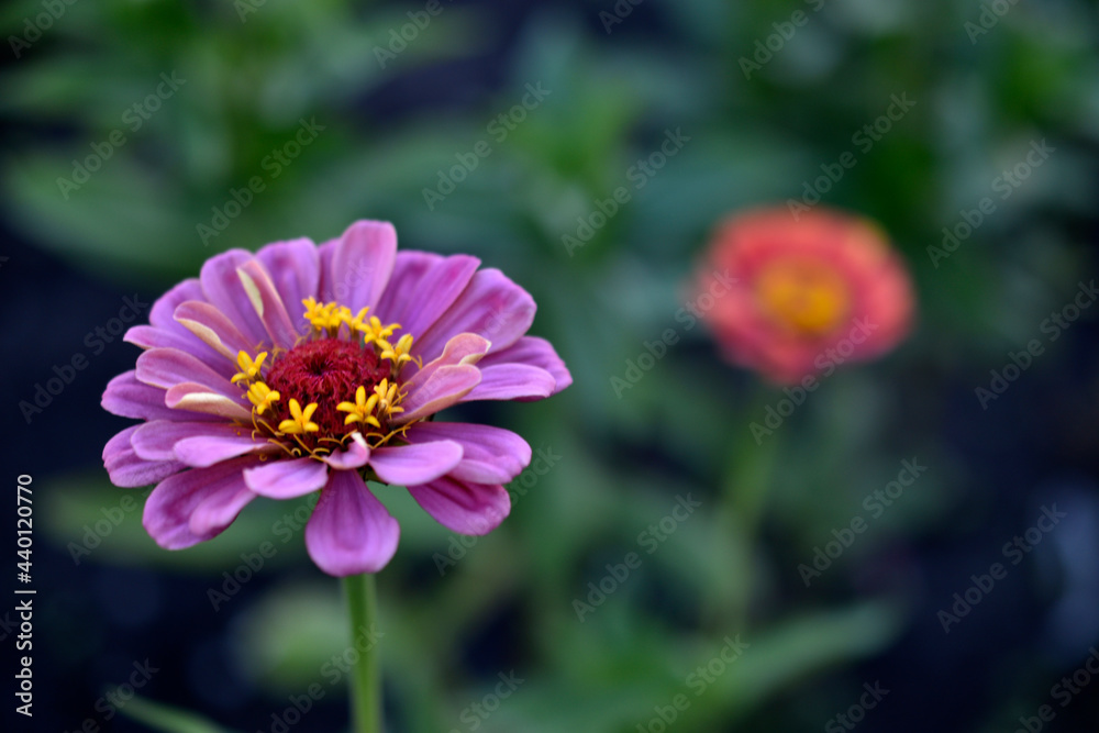 Multicolored flowers of Zinnia lat. Zínnia-Zínia is a genus of annual and perennial grasses and semi-shrubs in the aster family Asteraceae in the garden in summer close-up macrophotography