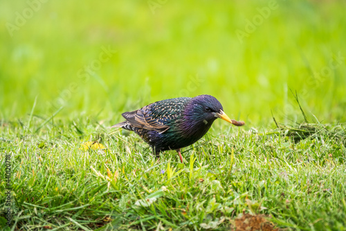 The common starling or European starling, Sturnus vulgaris, collects worms on a sprng lawn.