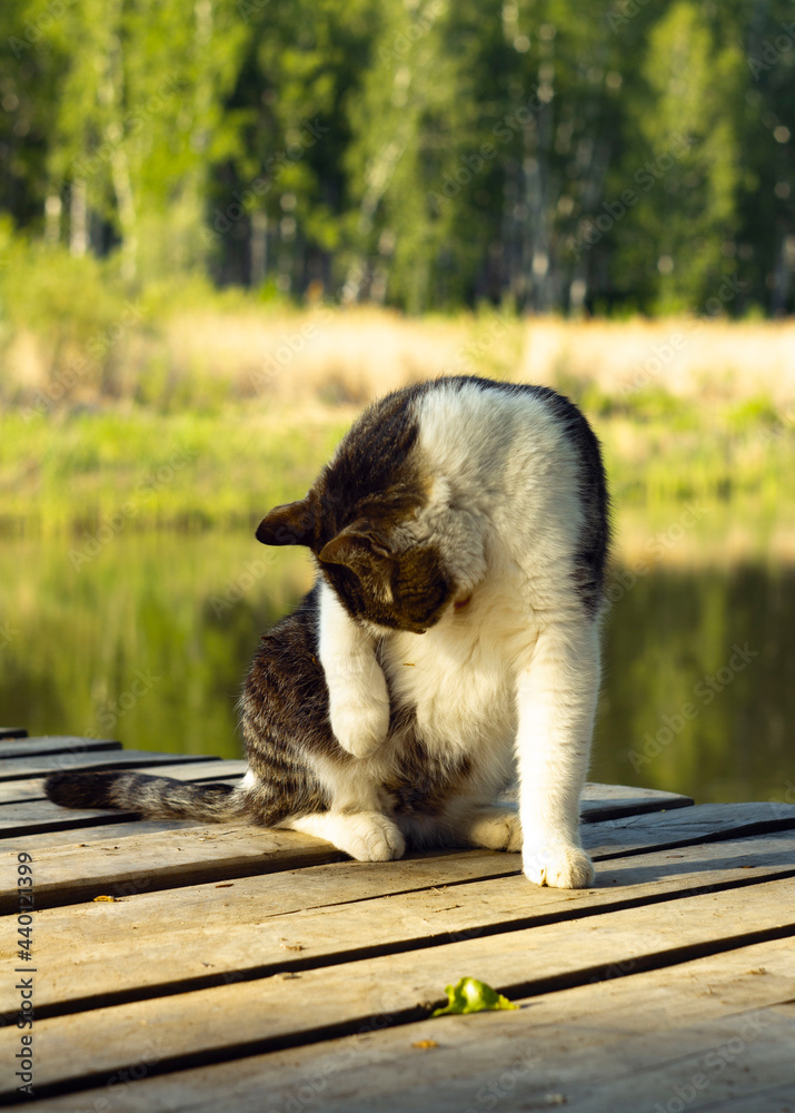 Fototapeta premium the cat is washing at sunset