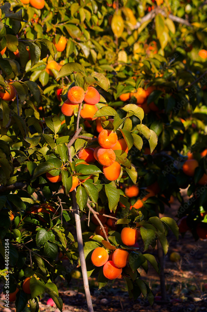 Branch of a persimmon tree, full of fruits ready for picking