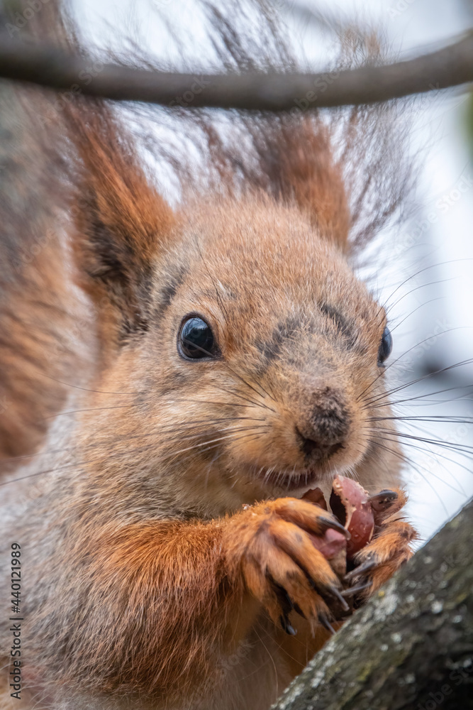 Obraz premium The squirrel with nut sits on a branches in the spring or summer. Portrait of the squirrel close-up
