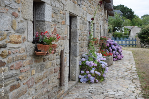 Hortensien an einem Haus in Kerascoet photo