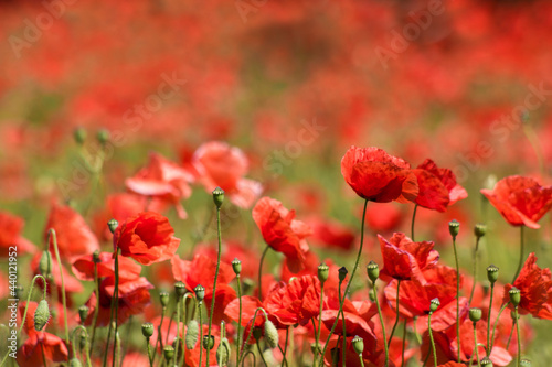 in the meadow - wild poppy flowers