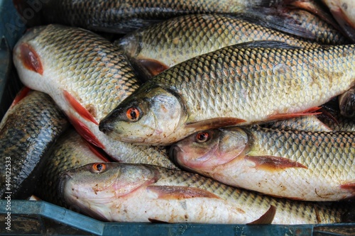 freshly harvested rohu carp fish in plastic crate baskets fish packing in baskets for transport