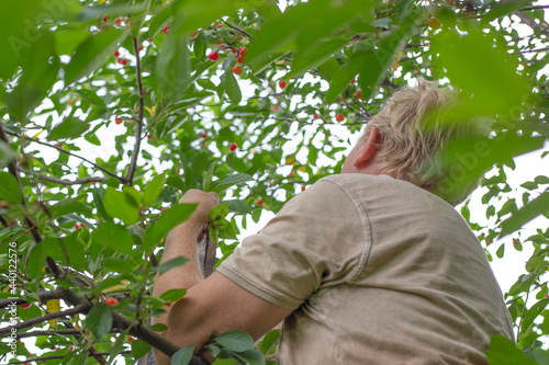 A man collects ripe cherries while sitting on a tree. Delicious healthy vitamin fruits in summer
