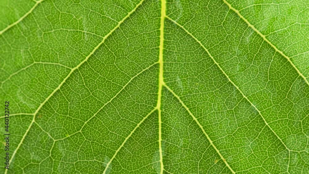 water droplet on green leaf, static shot, close up water droplet on green leaf, static shot, close up