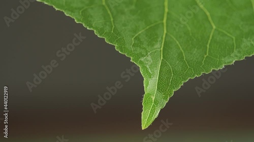 water drop on green leaf, macro shot