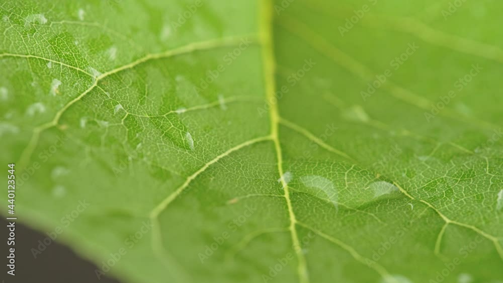 water droplet on green leaf, static shot, close up, selective focus