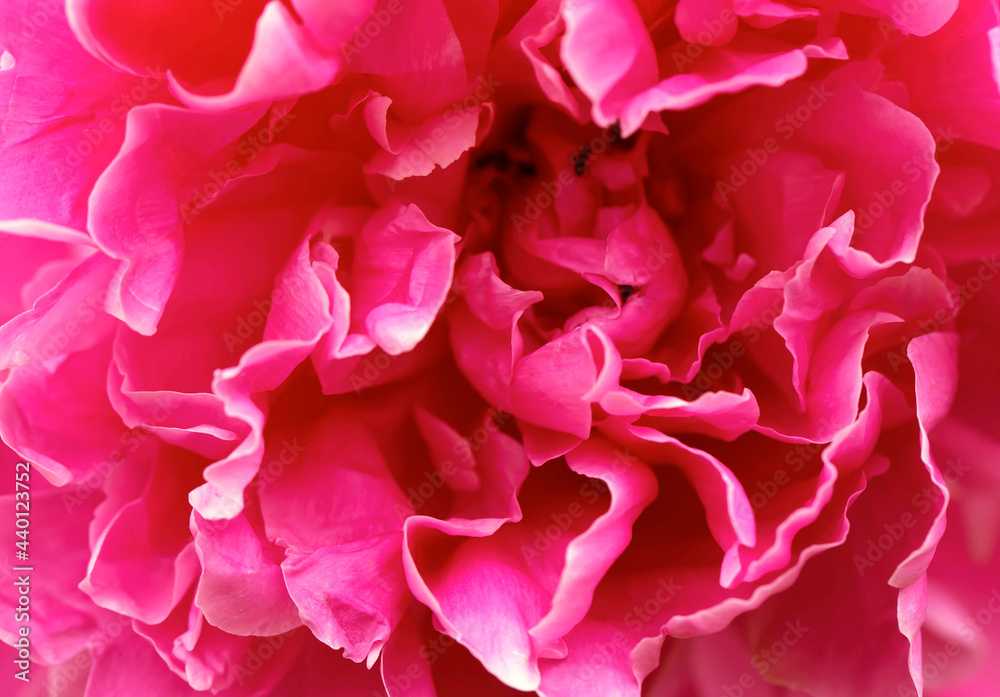 Close-up of peony buds. Flowers peonies background texture. Close-up of peony buds. Flowers peonies background texture.