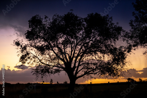 Big tree silhouette at sunset. Springtime scenery of Jalisco, Mexico