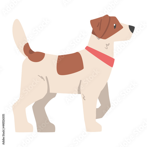 Side View of Jack Russell Terrier  Friendly Pet Animal with Brown and White Coat Cartoon Vector Illustration