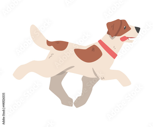 Jack Russell Terrier Running, Side View of Pet Animal with Brown and White Coat Cartoon Vector Illustration