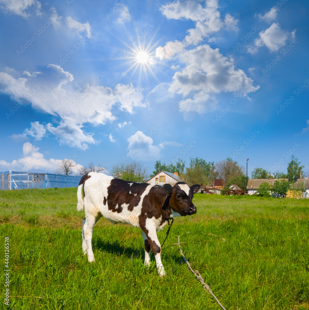 small calf on green pasture at the summer sunny day small calf on green pasture at the summer sunny day