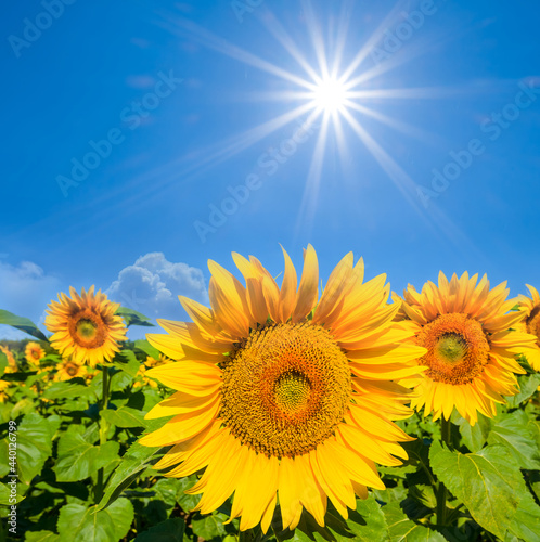 sunflower field under a sparkle sun  agricultural farm background