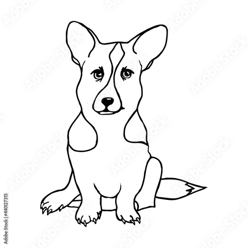 A corgi breed dog puppy on a white background.Vector puppy in the doodle style.