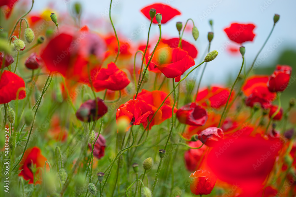 closeup red poppy flowers in grass, summer outdoor background