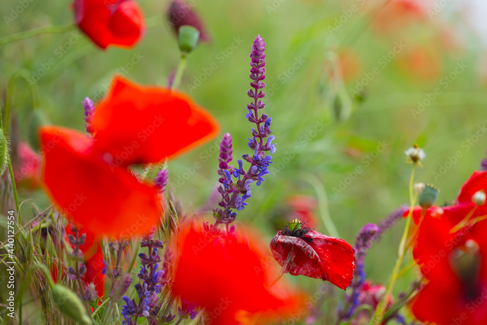 closeup red poppy flowers in grass, summer outdoor background closeup red poppy flowers in grass, summer outdoor background
