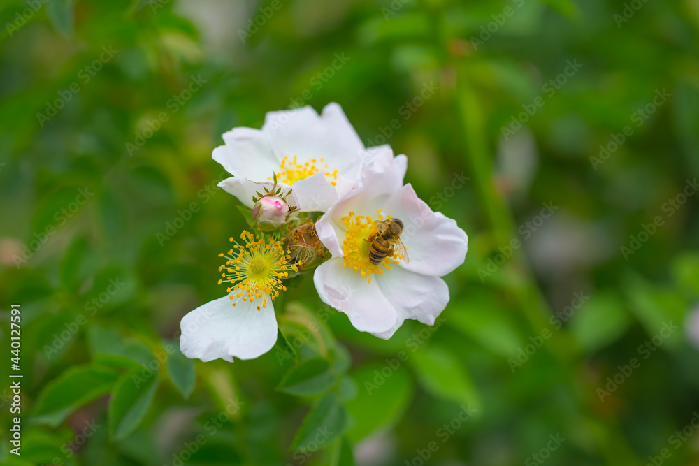closeup wild rose flowers on bush branch