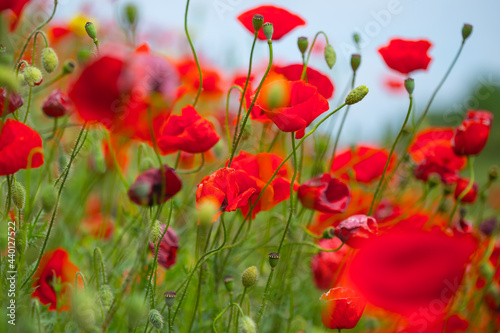 closeup red poppy flowers in grass, summer outdoor background