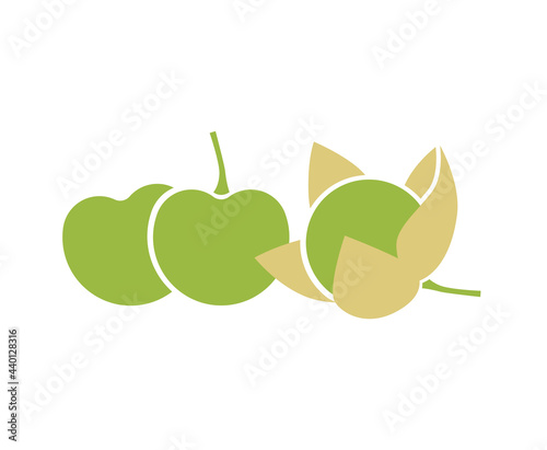 Green tomatillo fruits. Flat vector illustration isolated on white. photo