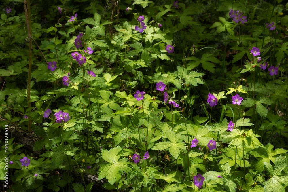 Close up of a wildflower know as Wood crane's-bill