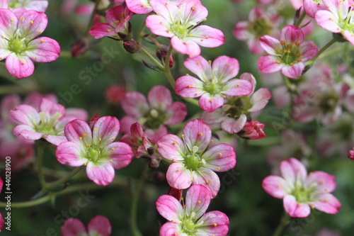 pink flowers in the garden