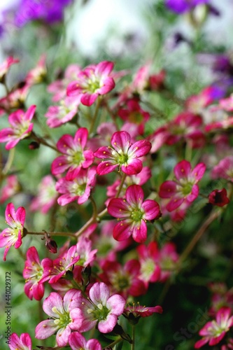 pink flowers in the garden © Jaroslaw