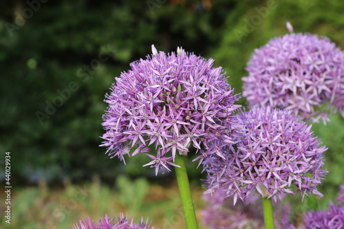 allium flower