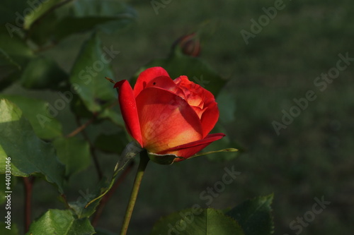 red rose in the garden