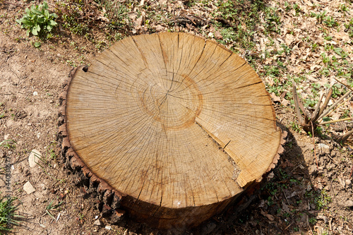 tree stump with annual rings and cracks