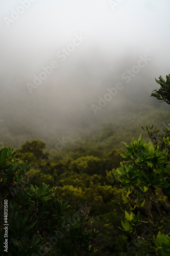 bosque de anaga en islas canarias