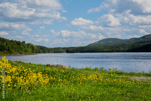 Clean nature shot with a lake, plants and a forest during summer.