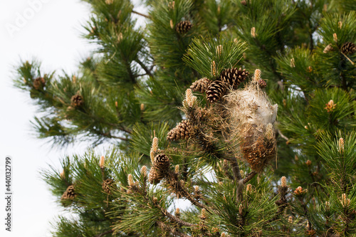 Cocoon nest of pine processionary caterpillars in a pine tree photo