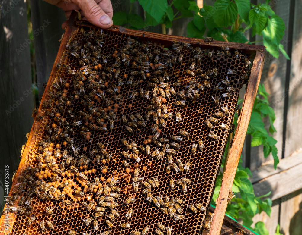 Frame with bees near the beehive Frame with bees near the beehive