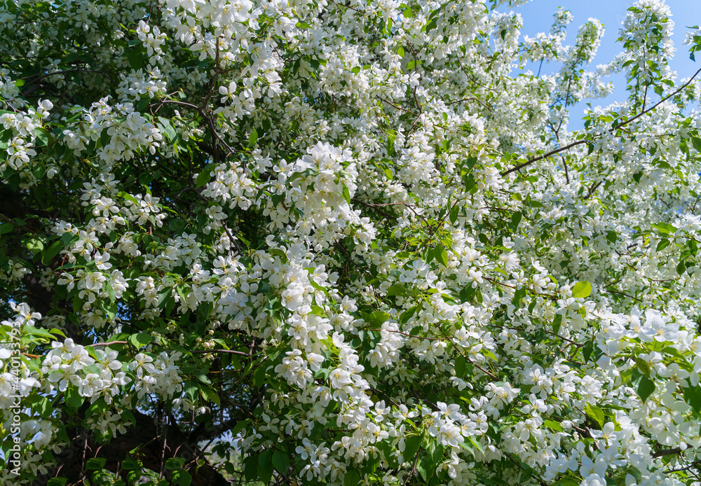 Blooming apple tree. White flowers Blooming apple tree. White flowers