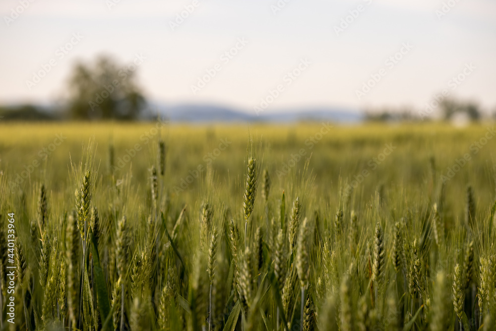 field of wheat field of wheat