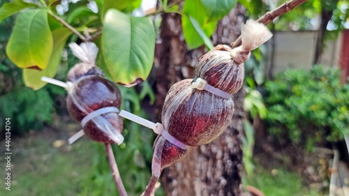 Grafting plant with coconut fiber and plastic bag covered wrapped in cable tie on branch. photo