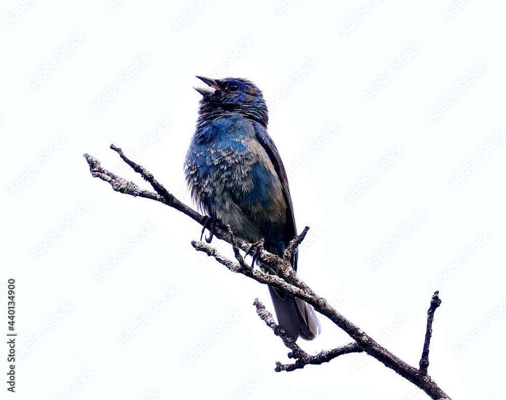 Young male Indigo Bunting singing in the trees.