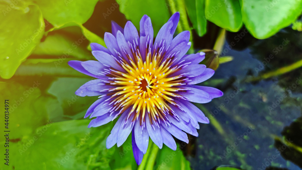 Beautiful purple lotus flower or water lily blossom with green leaves and water background. Beautiful purple lotus flower or water lily blossom with green leaves and water background.