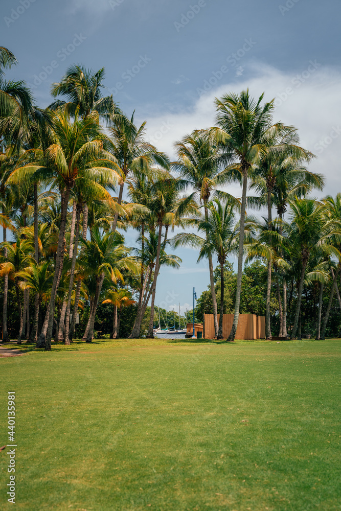 palm trees on the beach park ocean travel coconut vacation island tropical sky beautiful place Miami Florida  