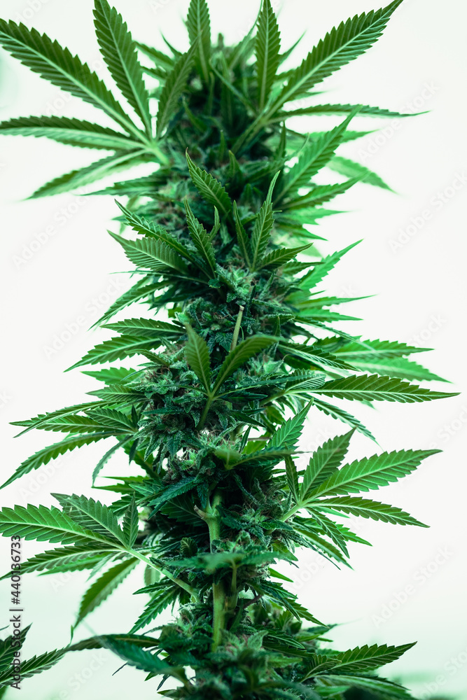 Harvested Marijuana With Huge Cola