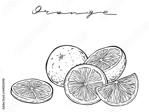 Oranges set, hand drawn vector, monochrome