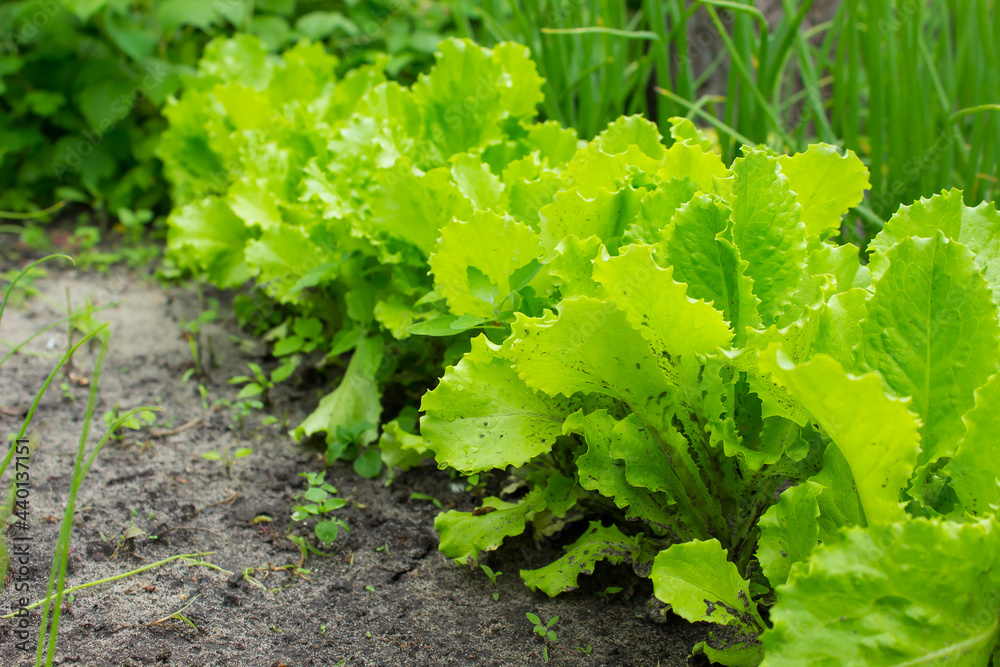 green plant lettuce in the garden bed after the rain with the sun's rays. green plant lettuce in the garden bed after the rain with the sun's rays.