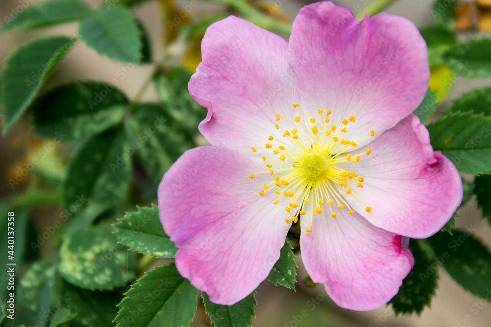tea pink rose blooms near the fence in the sun. Flowers and gardening tea pink rose blooms near the fence in the sun. Flowers and gardening