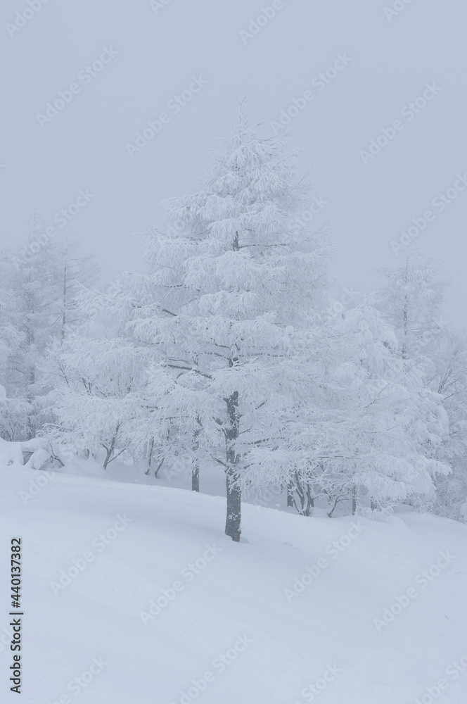 Fototapeta premium 霧氷