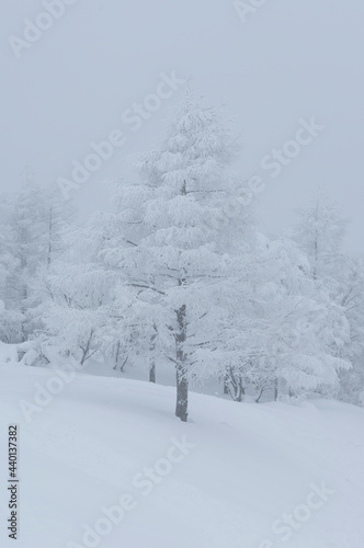 Wallpaper Mural 霧氷 Torontodigital.ca